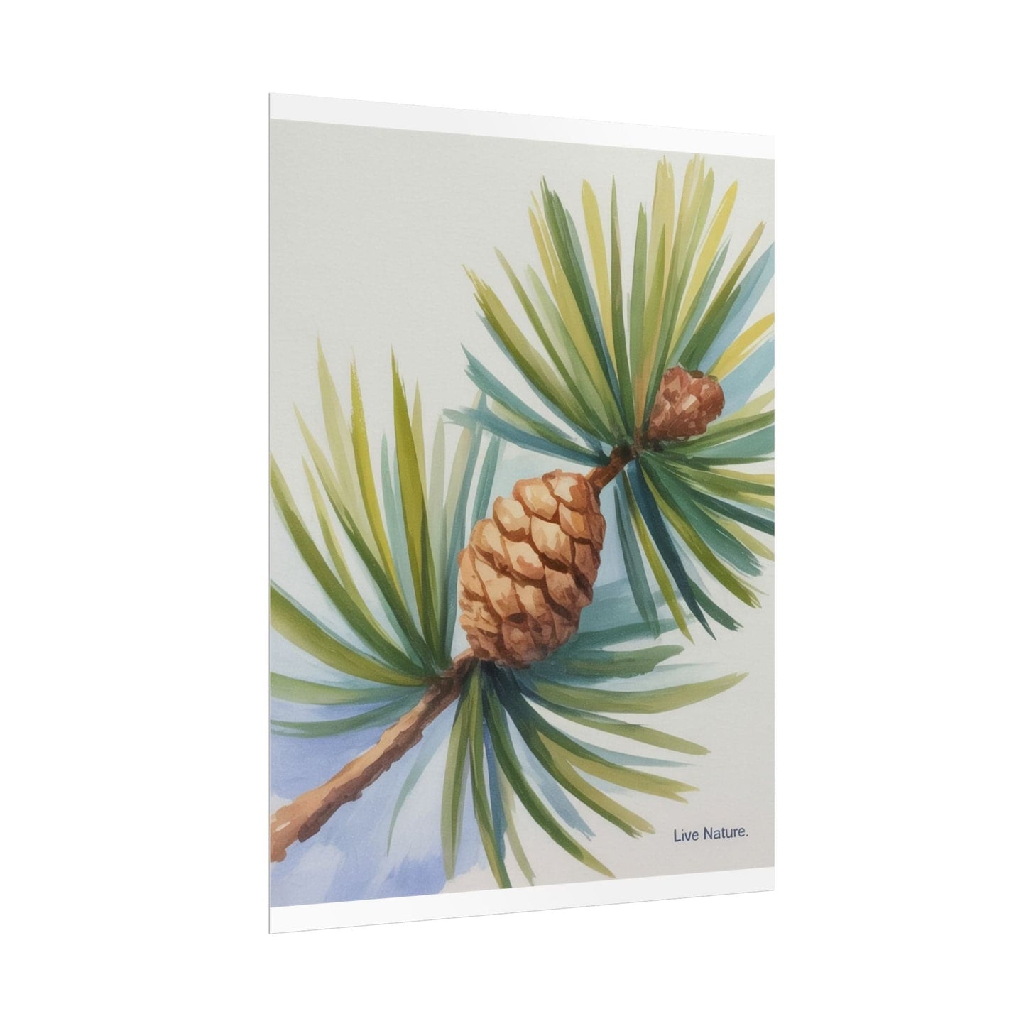 Maine Pine Cone Watercolor Print - Live Nature Art