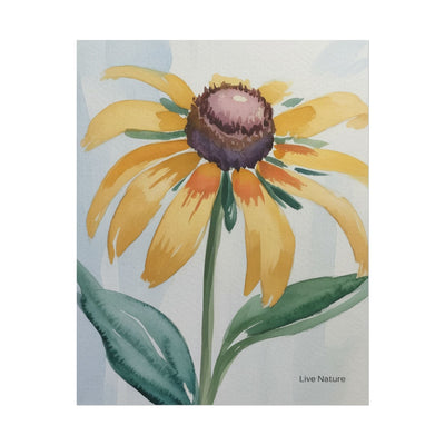 Black Eyed Susan Watercolor Art Print - Live Nature