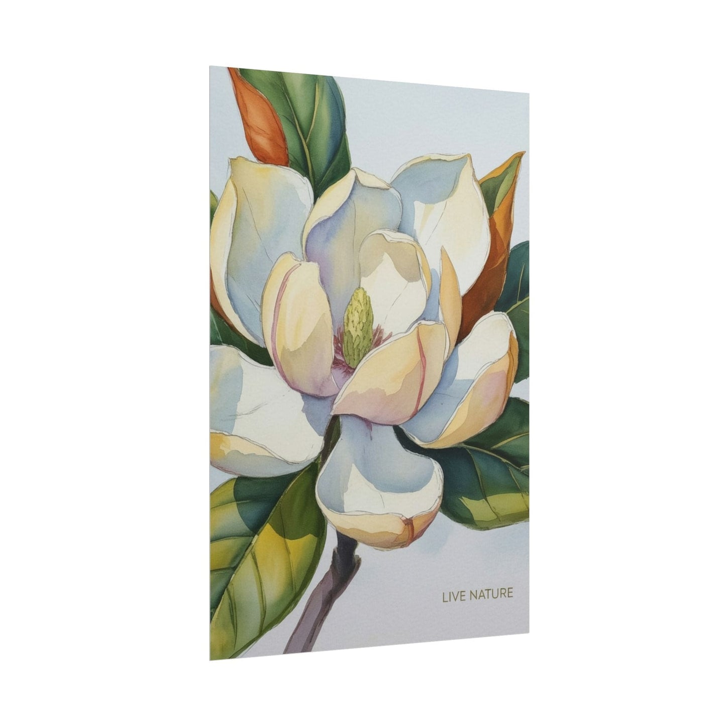 Magnolia Blossom Art Print on Fine Art Paper