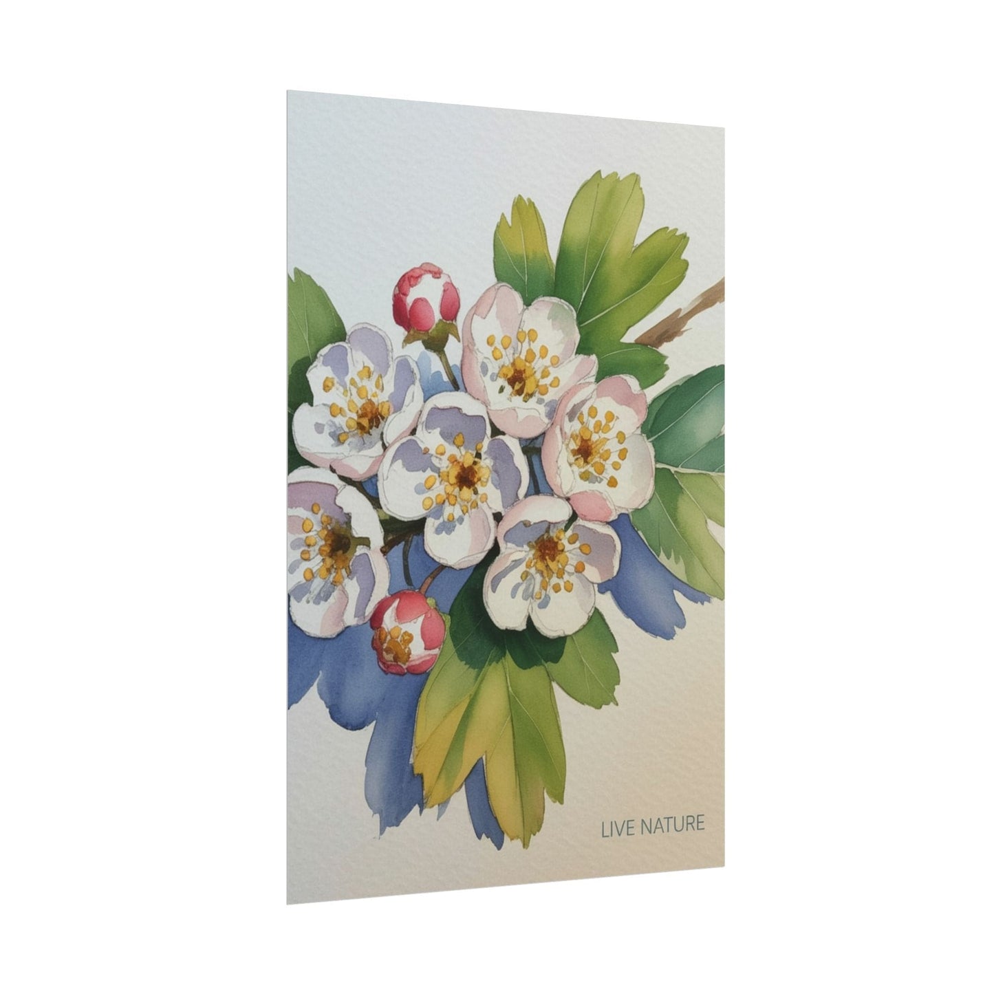 Hawthorn and Dogwood Blossoms Art Print – Live Nature