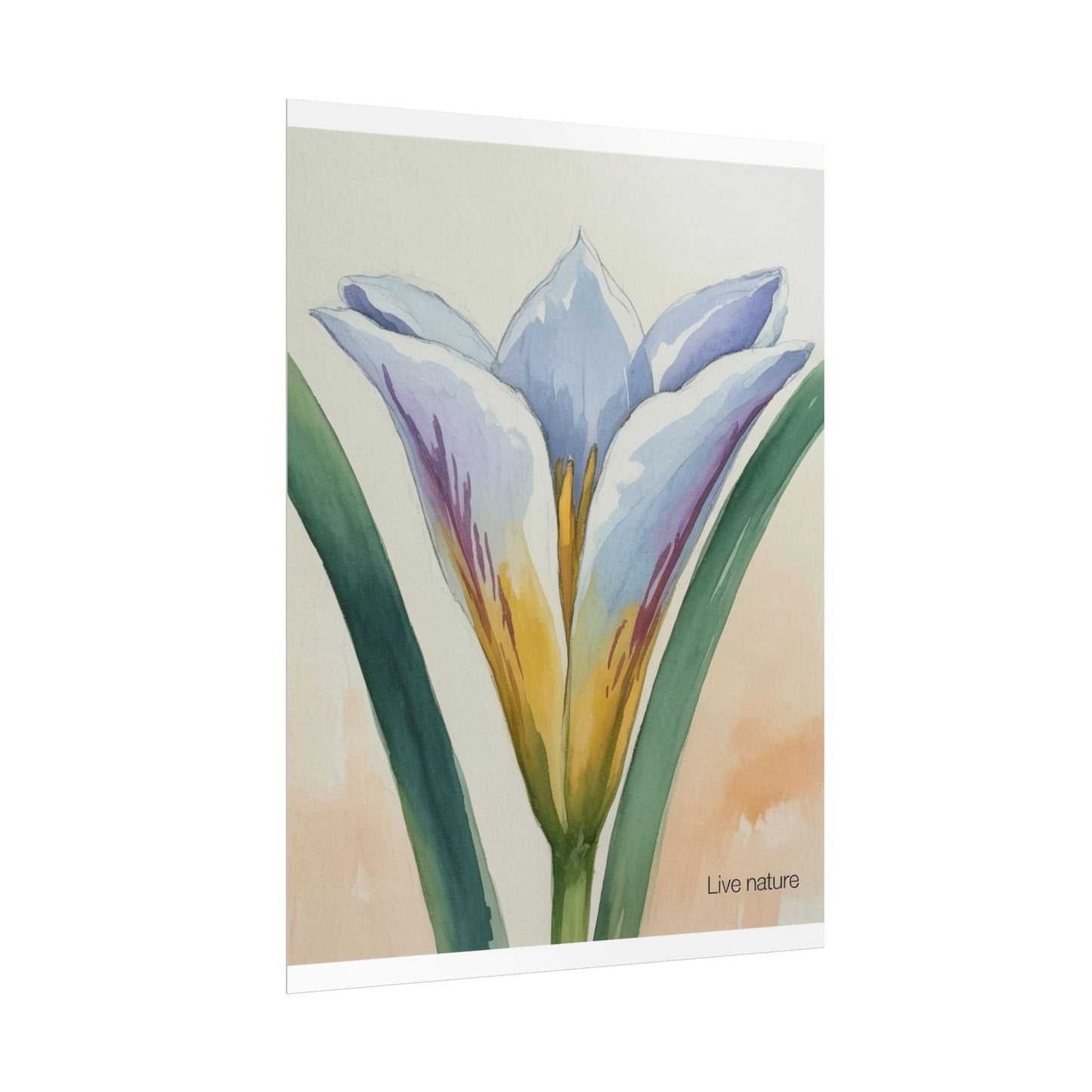 Sego Lily Watercolor Print Utah State Flower Art
