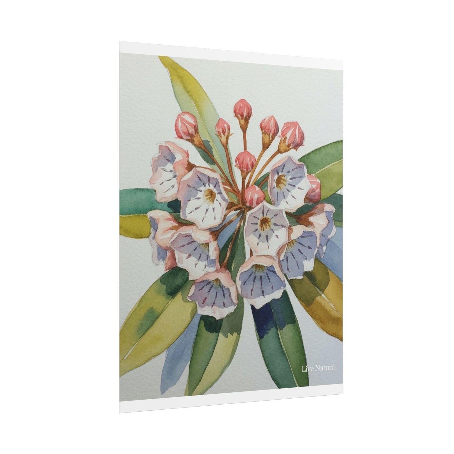 Mountain Laurel Watercolor Art Print Botanical Design