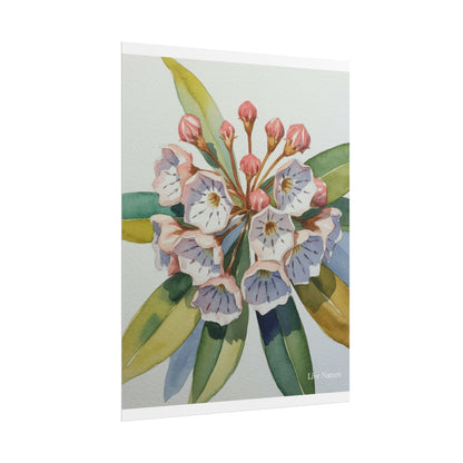 Mountain Laurel Watercolor Art Print Botanical Design