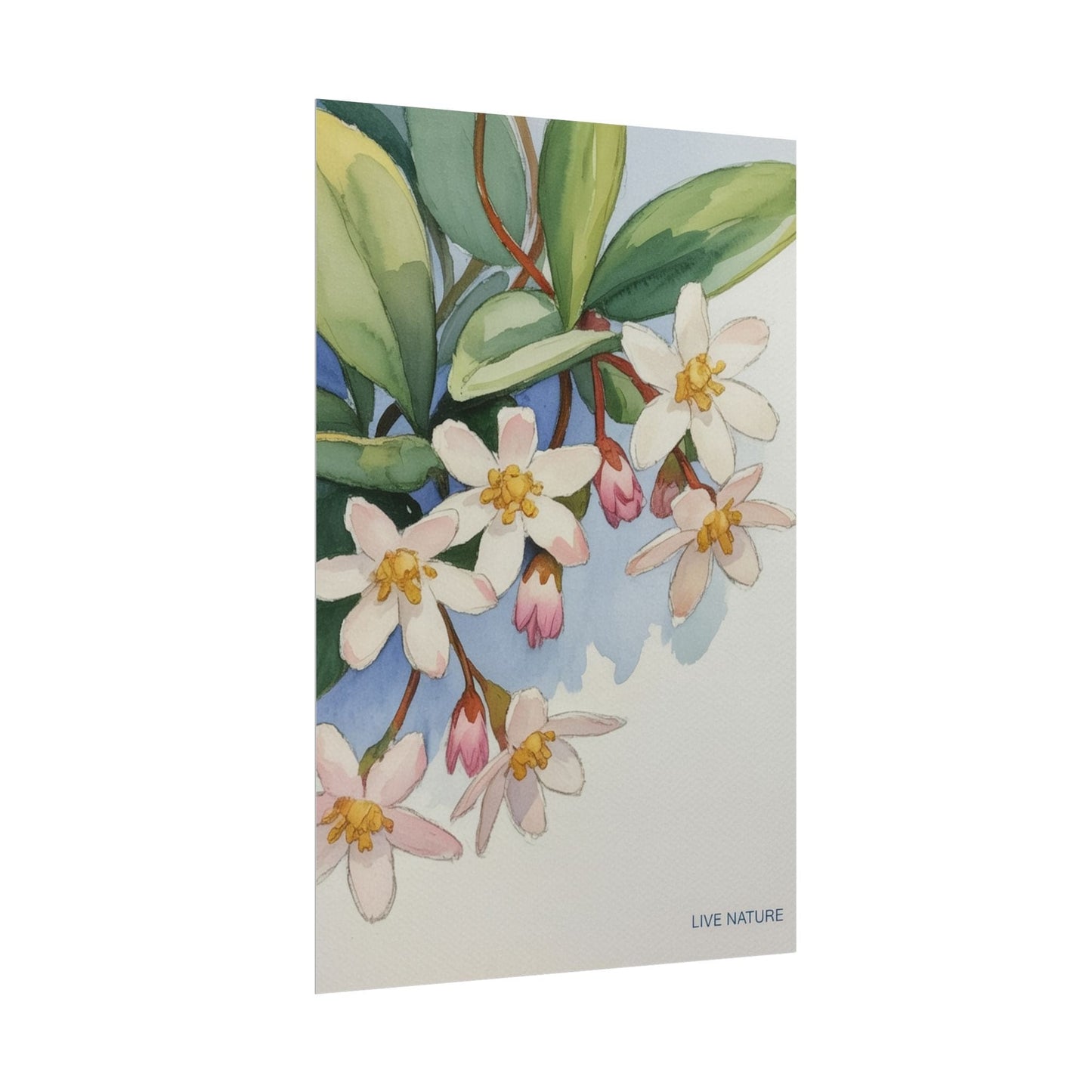 Mayflower Botanical Watercolor Art Print 'Live Nature