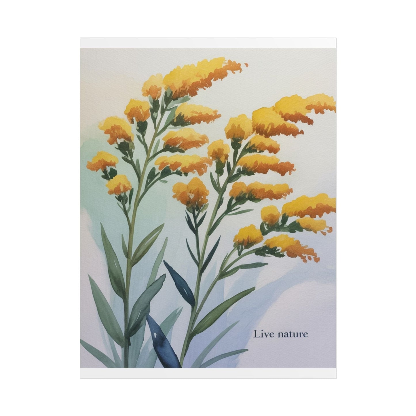 Goldenrod Flower Watercolor Poster - Live Nature Art