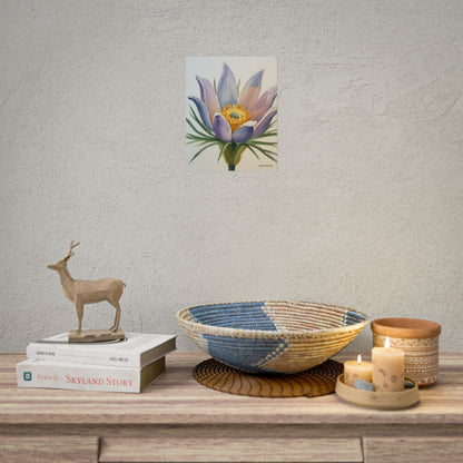 Pasque Flower Watercolor Art Print 'Live Nature