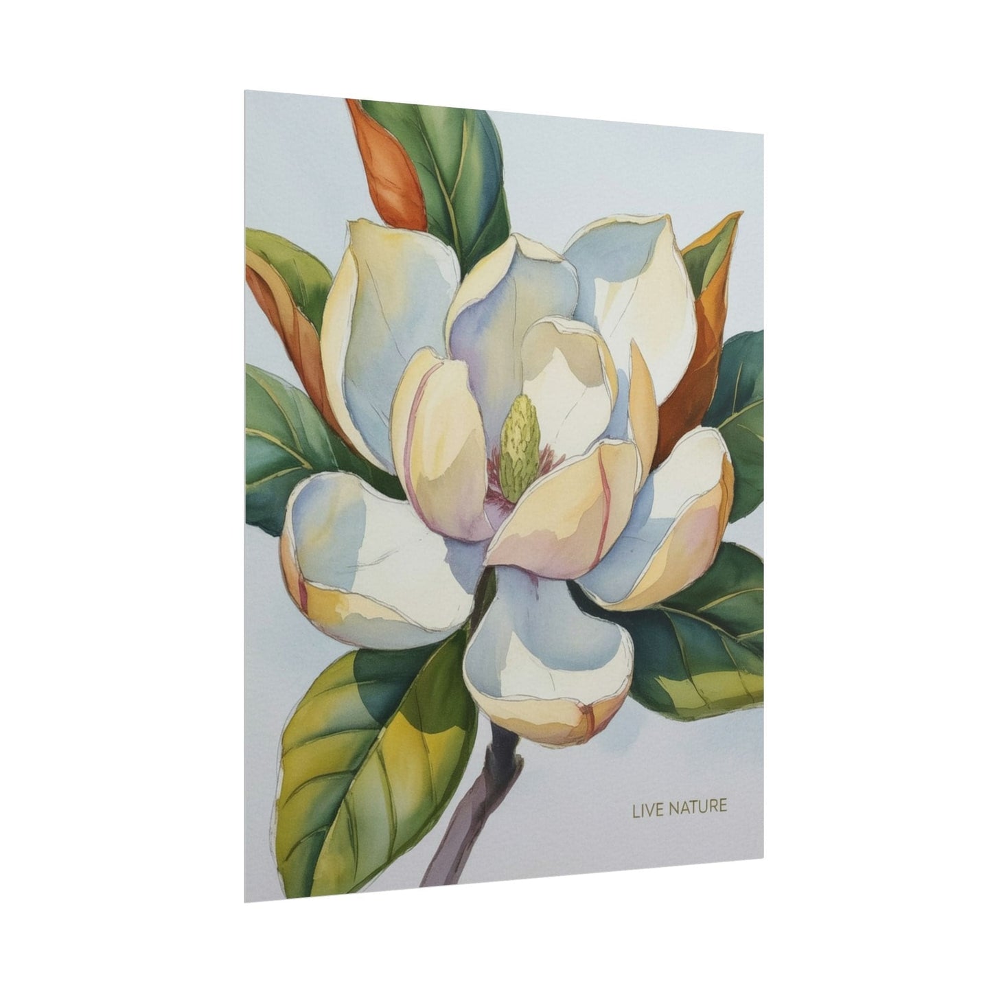 Magnolia Blossom Art Print on Fine Art Paper