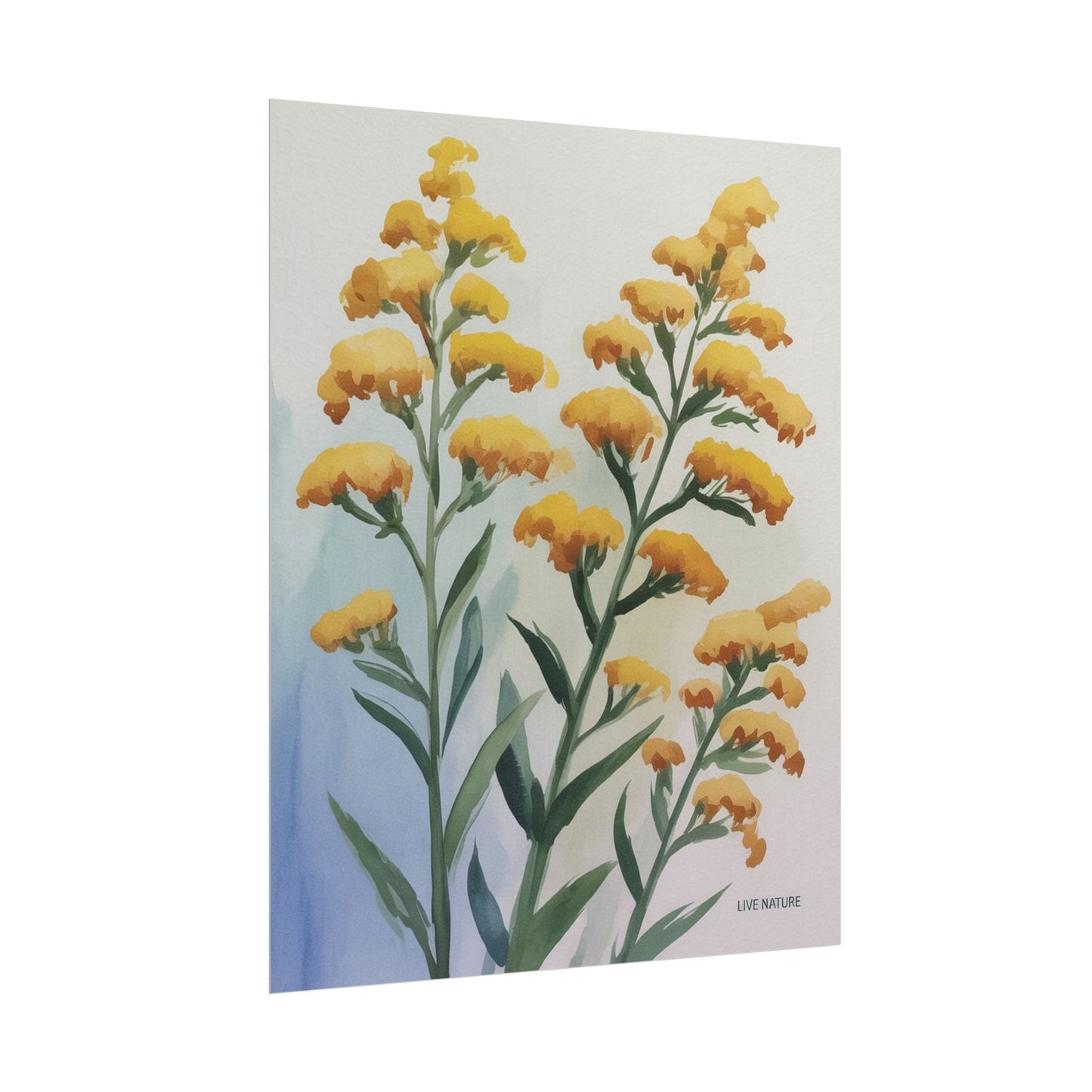Goldenrod Watercolor Botanical Art Print 'Live Nature