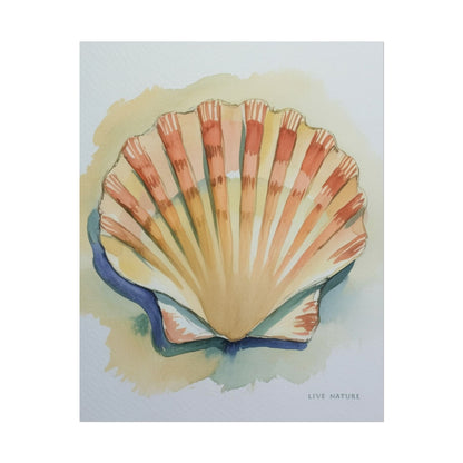 Clam Shell Watercolor Art Print 'Live Nature