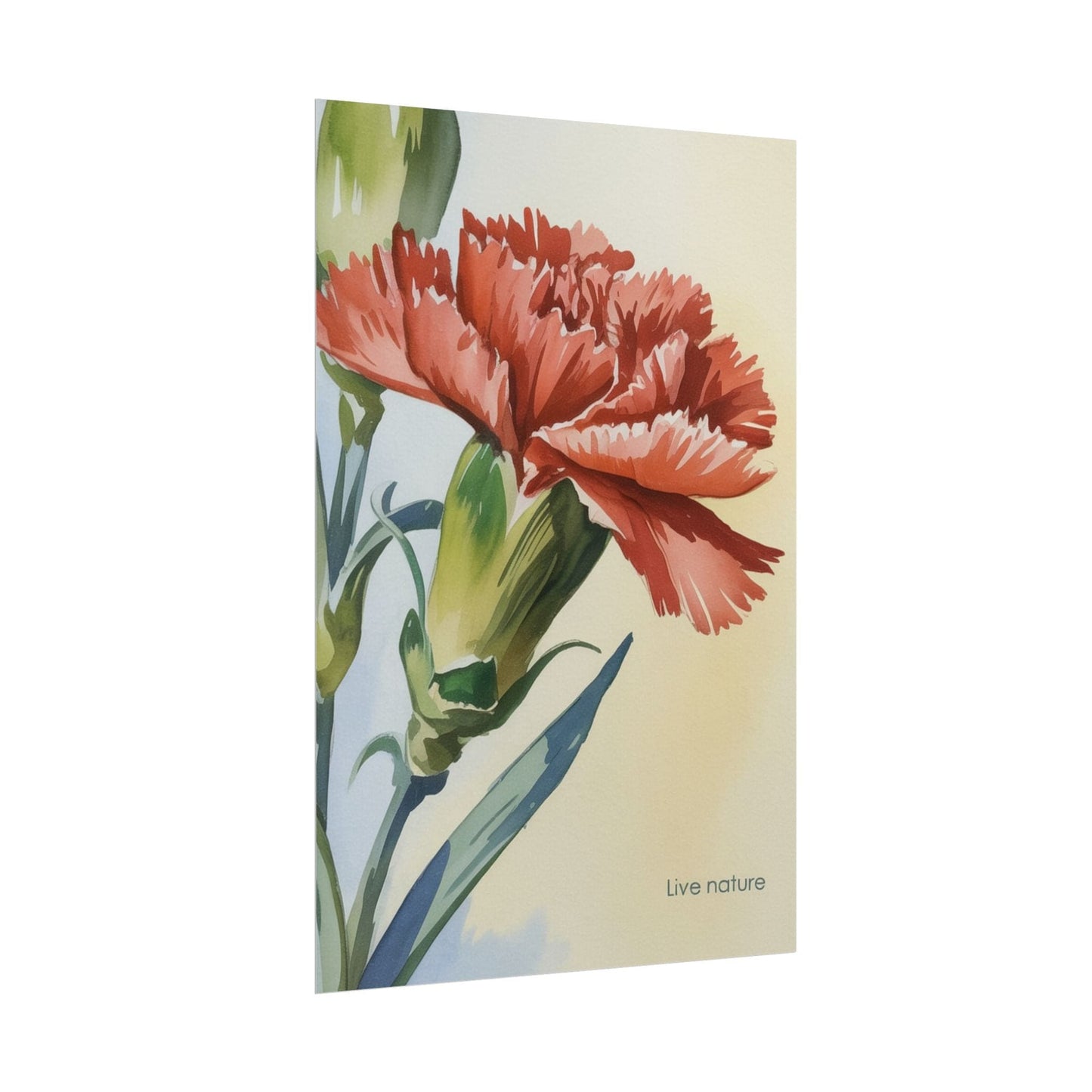Scarlet Carnation Watercolor Art Print 'Live Nature