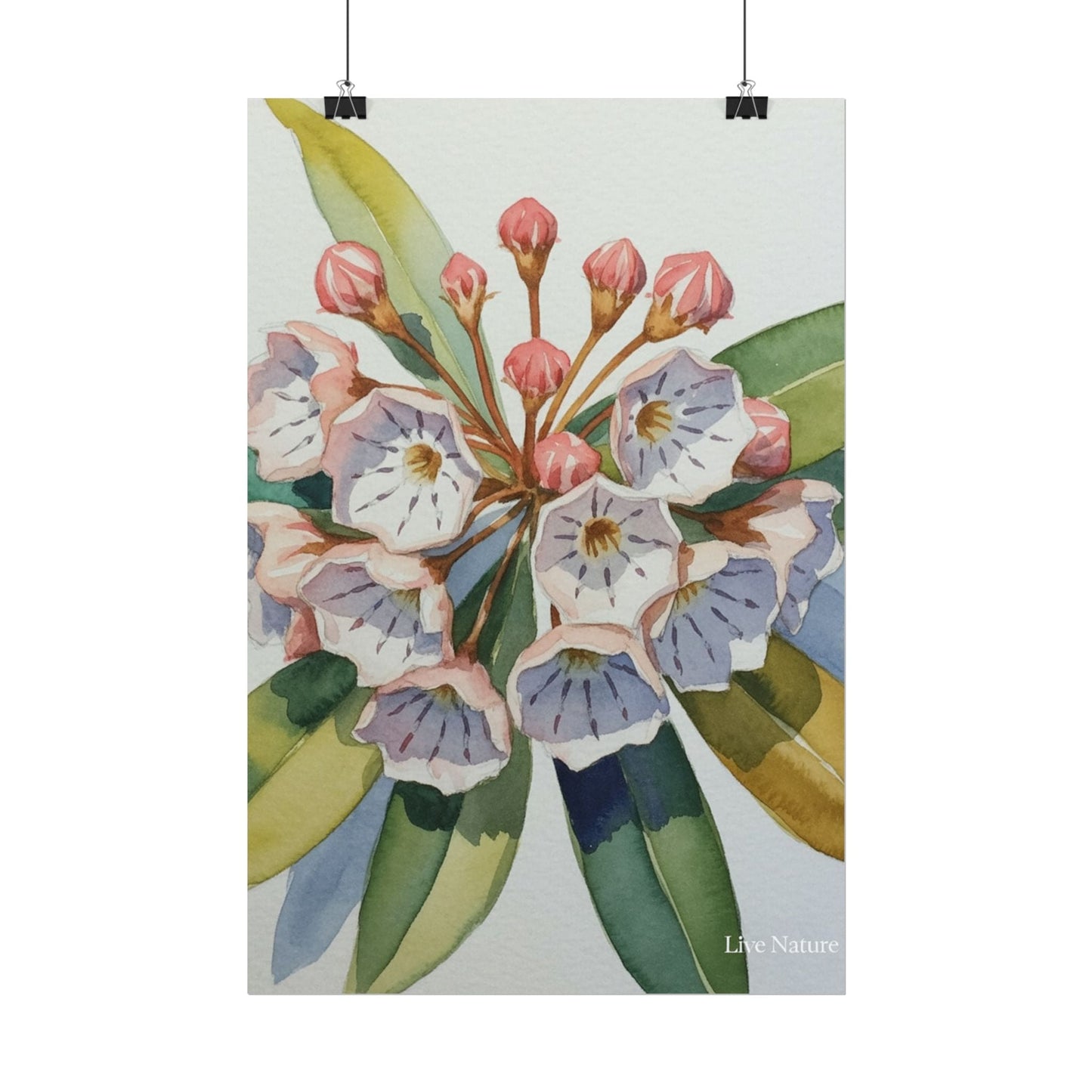 Mountain Laurel Watercolor Art Print Botanical Design