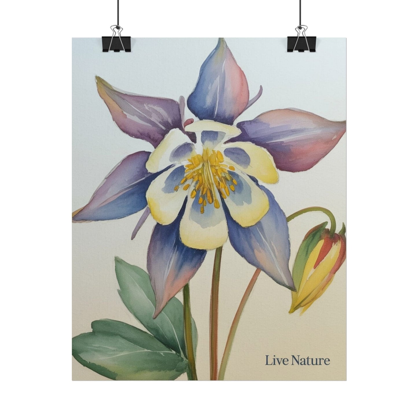 Rocky Mountain Columbine Watercolor Poster - Live Nature