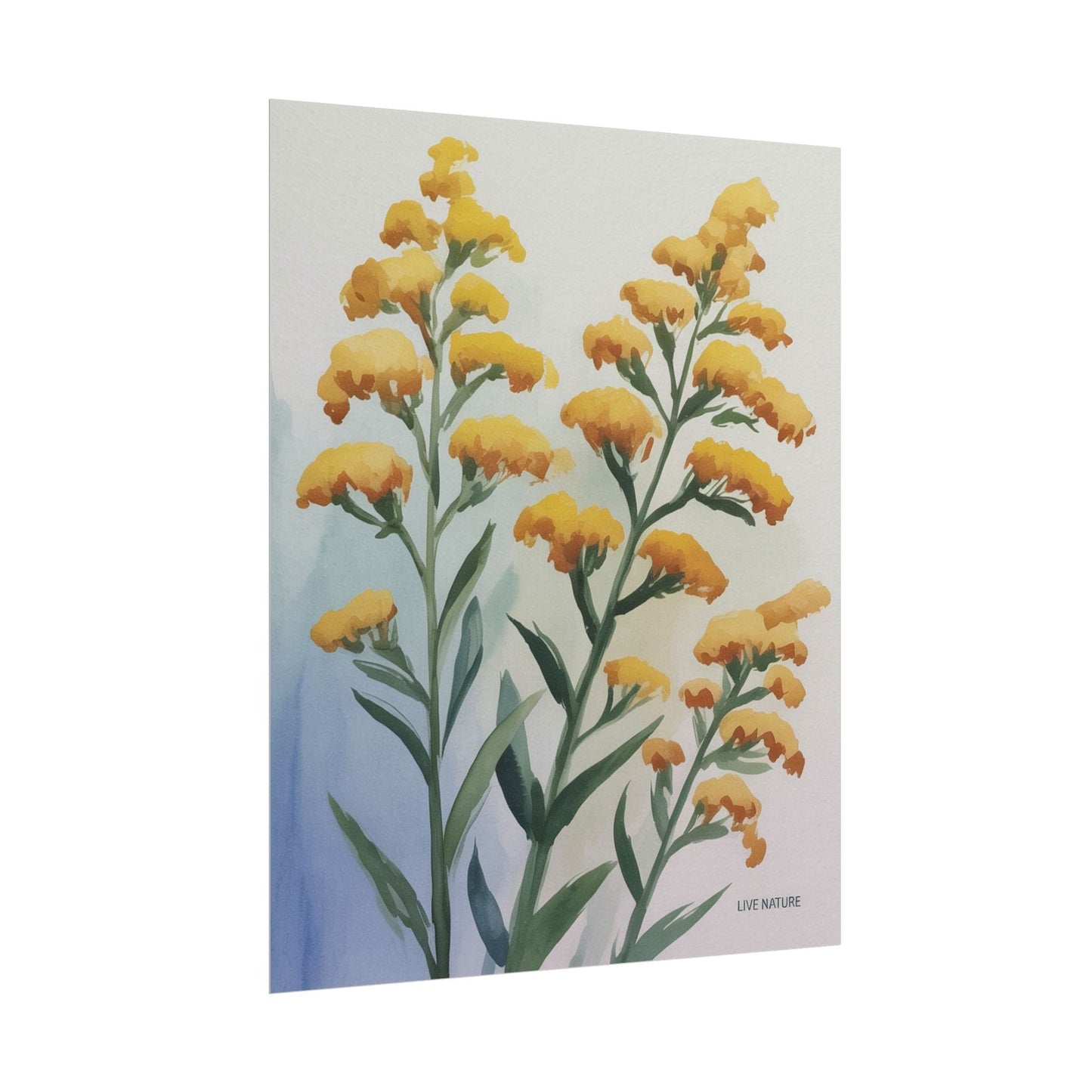 Goldenrod Watercolor Botanical Art Print 'Live Nature