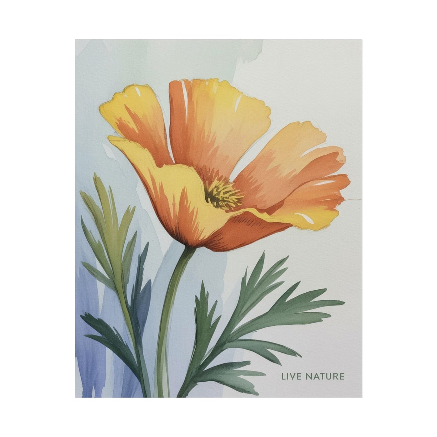 California Poppy Watercolor Art Print 'Live Nature