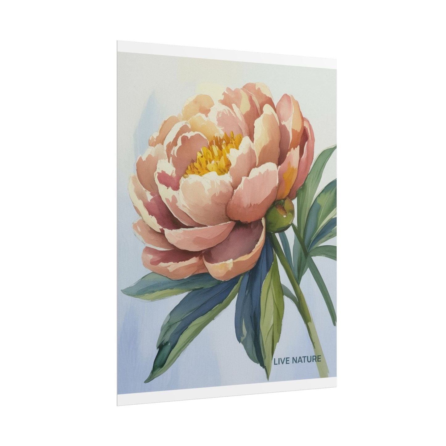 Peony Bloom Watercolor Poster Live Nature Art Print