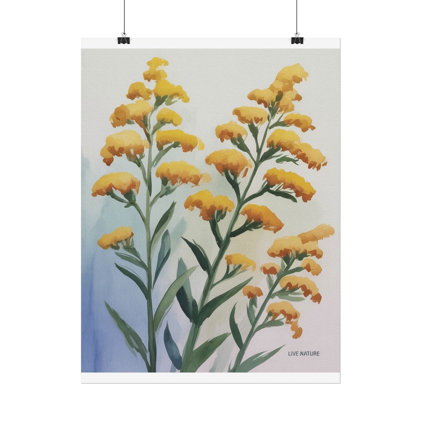 Goldenrod Watercolor Botanical Art Print 'Live Nature