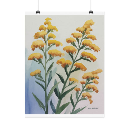 Goldenrod Watercolor Botanical Art Print 'Live Nature