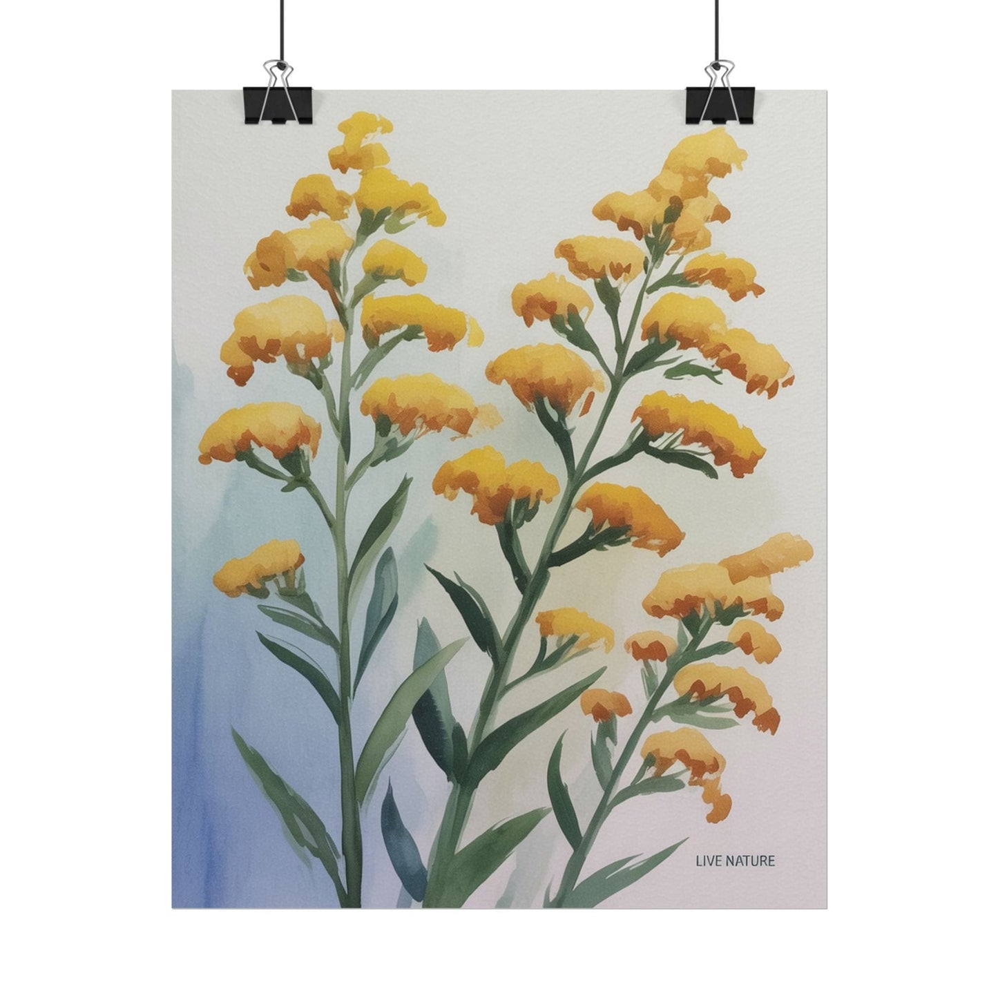 Goldenrod Watercolor Botanical Art Print 'Live Nature