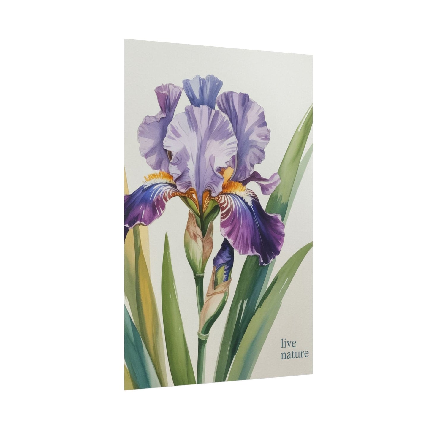 Iris Flower Watercolor Art Print with 'Live Nature