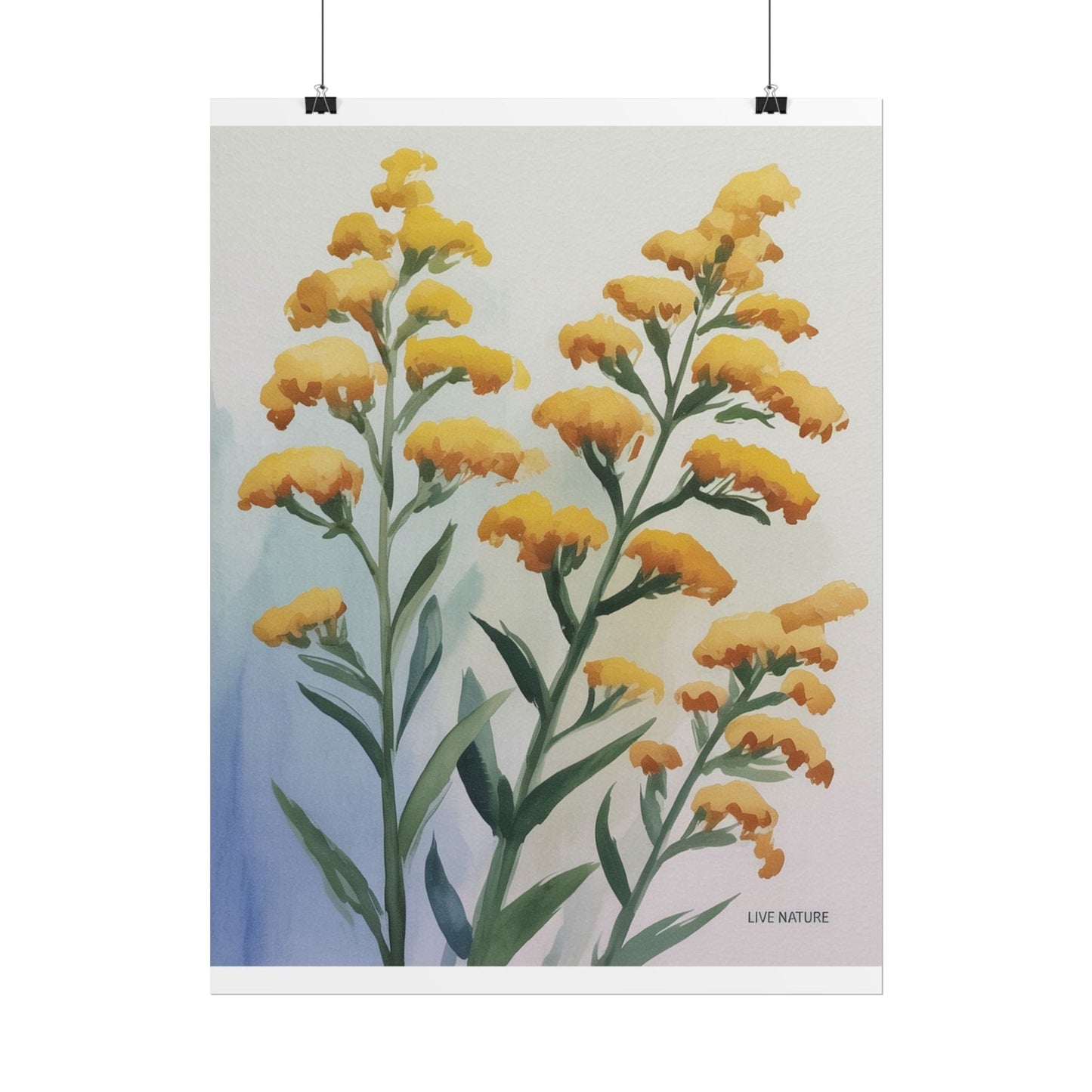 Goldenrod Watercolor Botanical Art Print 'Live Nature