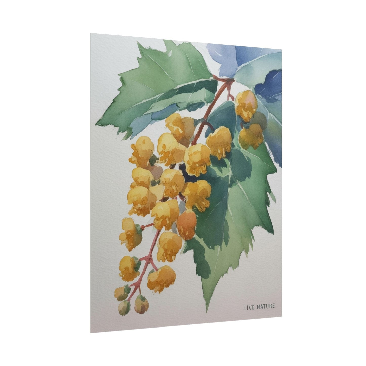Oregon Grape State Flower Watercolor Art Print