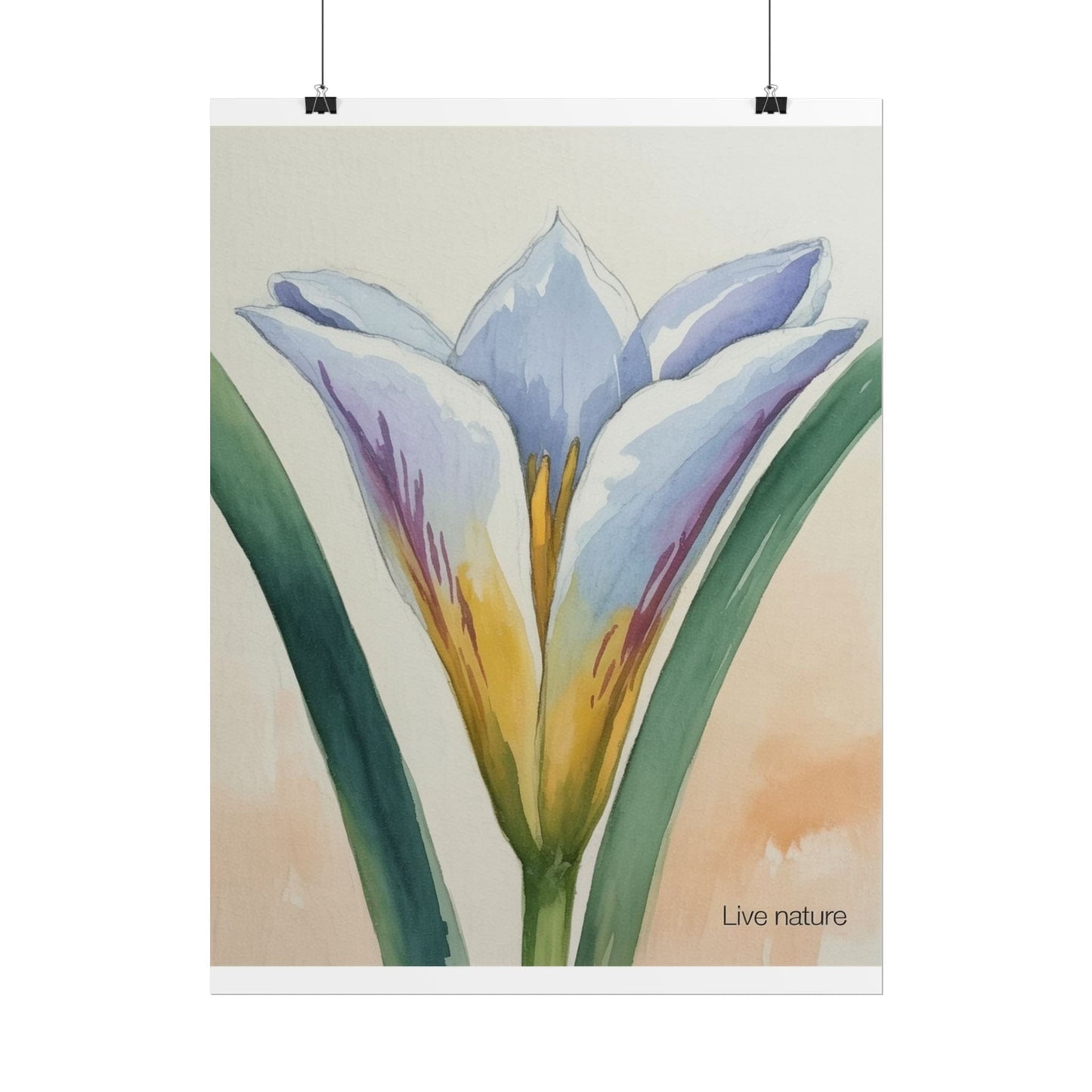 Sego Lily Watercolor Print Utah State Flower Art