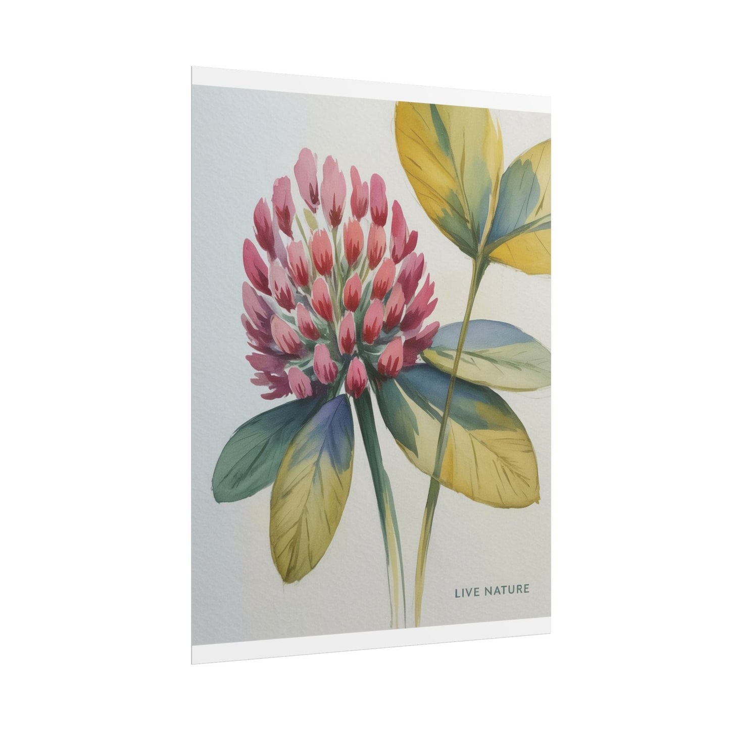 Red Clover Botanical Art Print 'Live Nature' Design