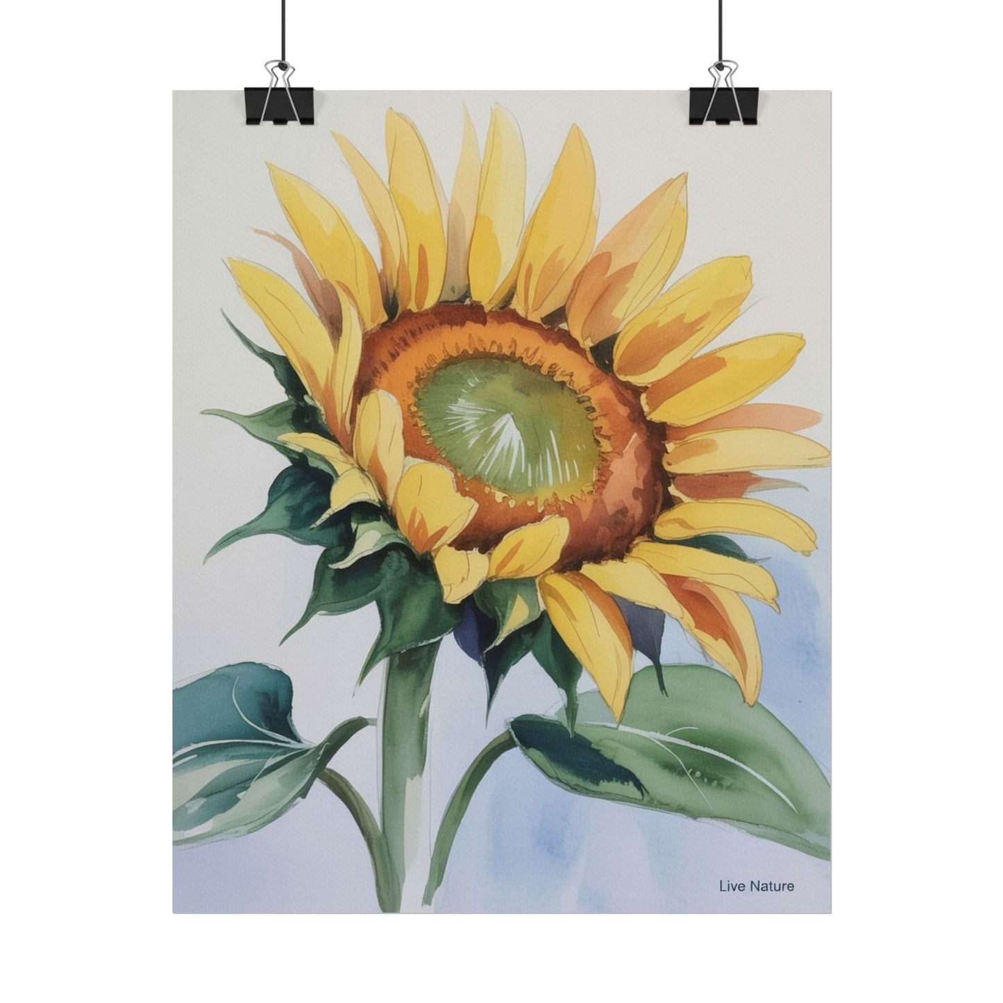 Kansas Sunflower Watercolor Art Print 'Live Nature