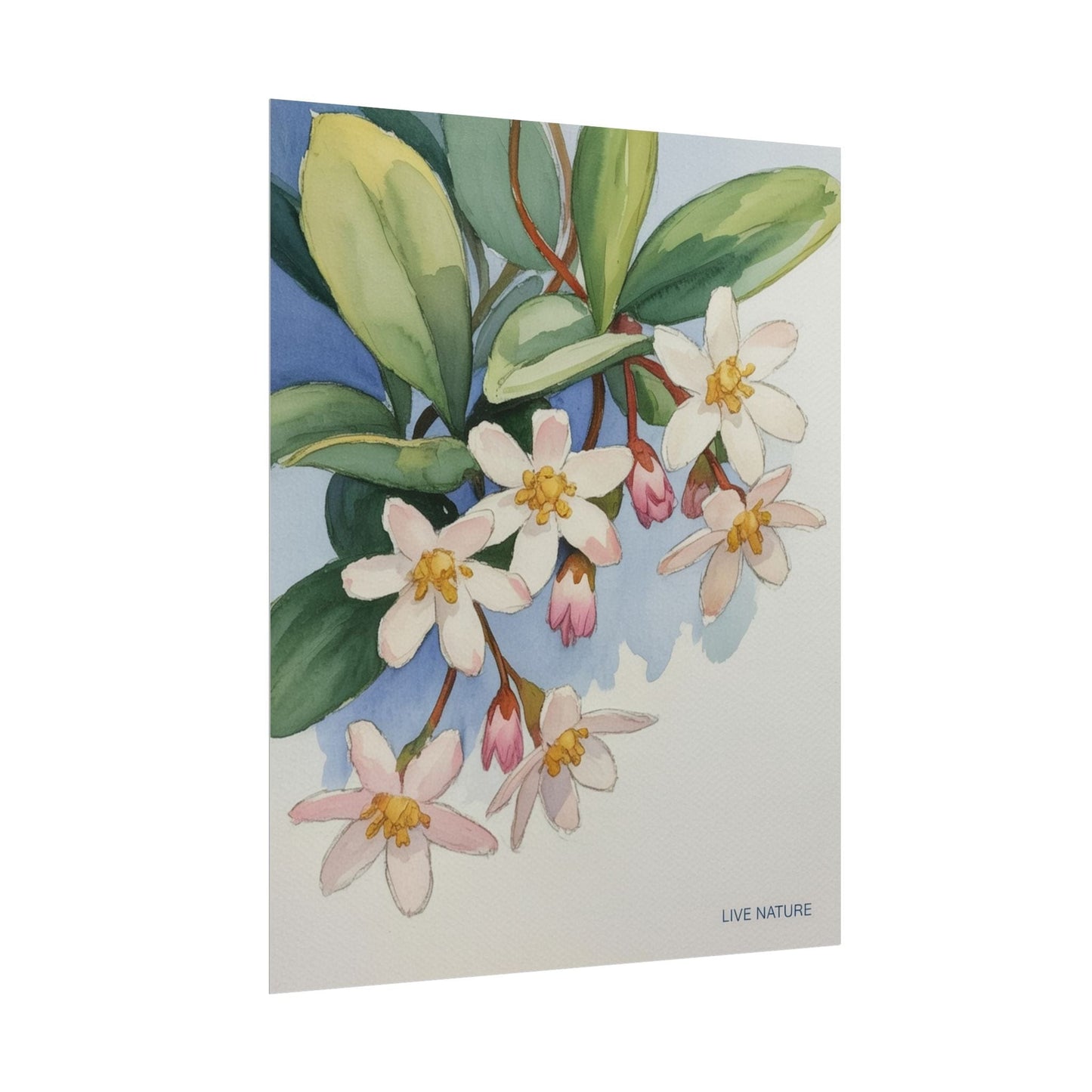 Mayflower Botanical Watercolor Art Print 'Live Nature
