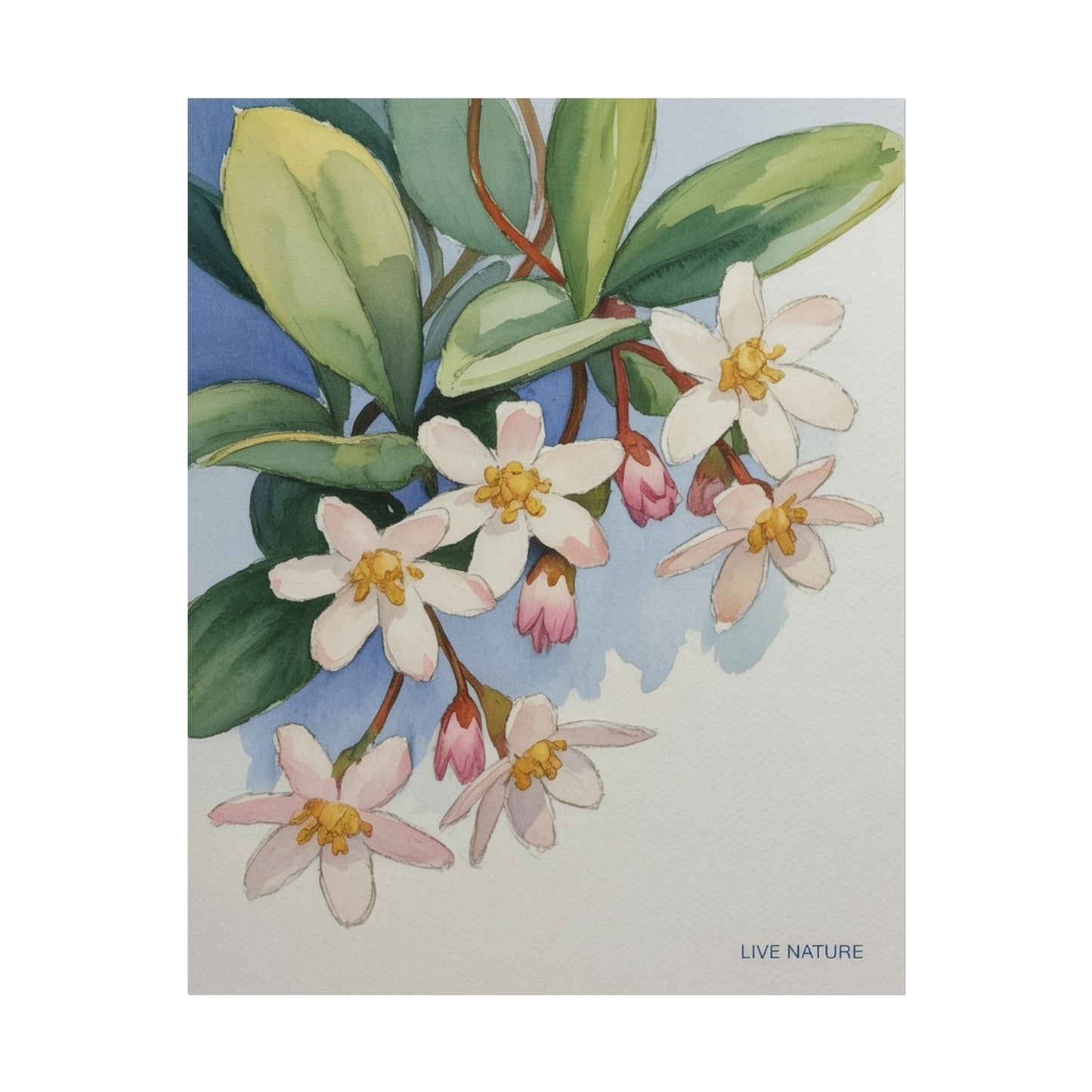 Mayflower Botanical Watercolor Art Print 'Live Nature