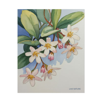 Mayflower Botanical Watercolor Art Print 'Live Nature
