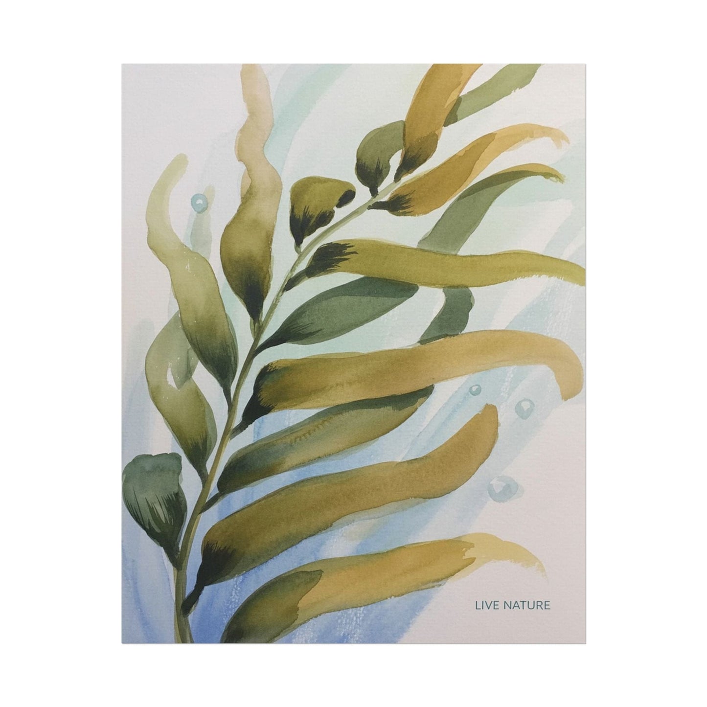 Live Nature Kelp Watercolor Print Poster
