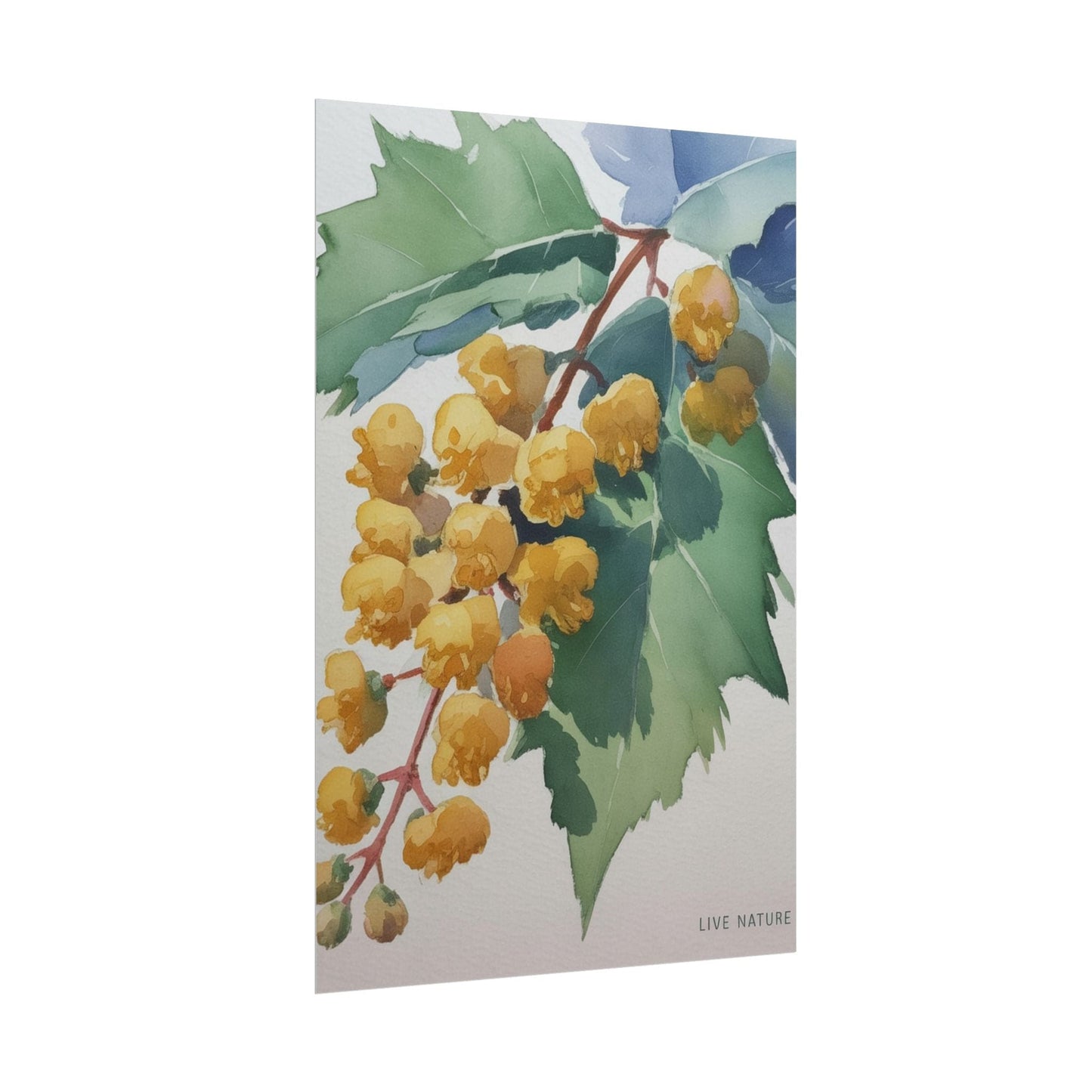 Oregon Grape State Flower Watercolor Art Print