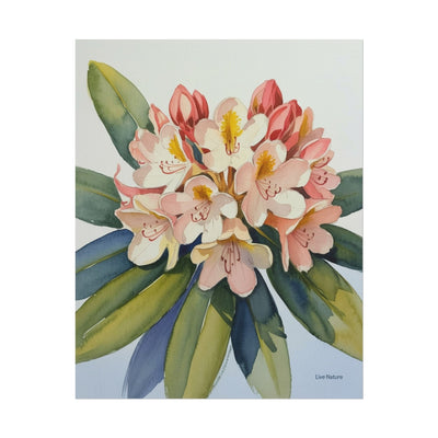Coast Rhododendron Watercolor Print Washington Art
