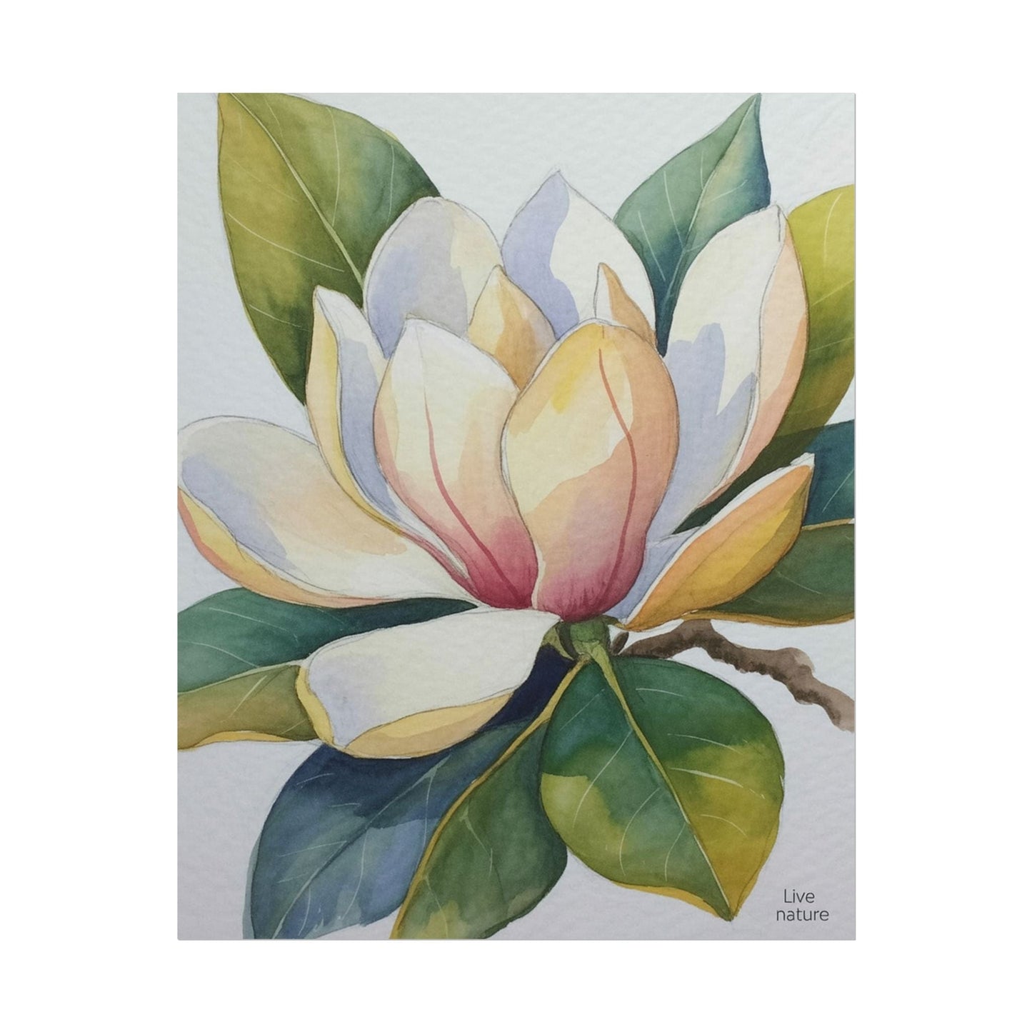 Magnolia Blossom Watercolor Print Fine Art Poster