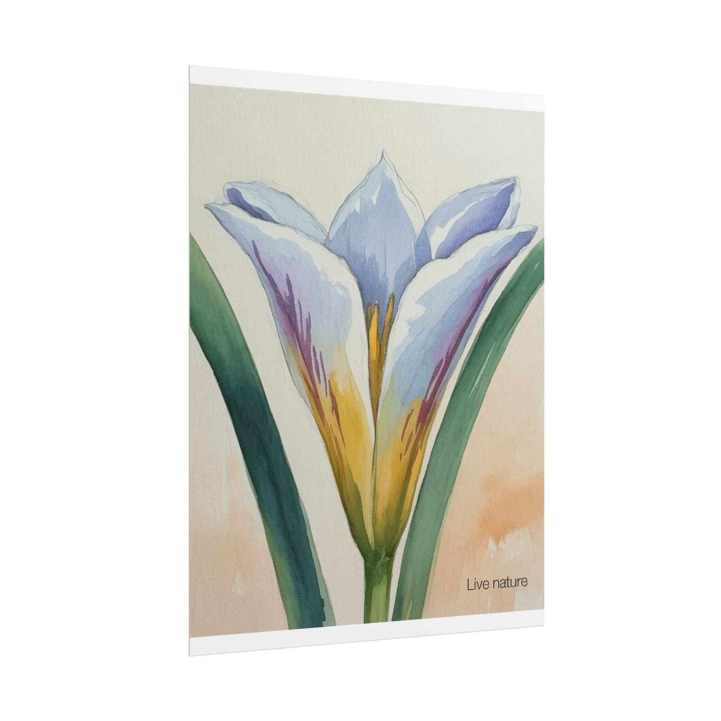 Sego Lily Watercolor Print Utah State Flower Art