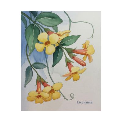 Yellow Jessamine Watercolor Art Print 'Live Nature