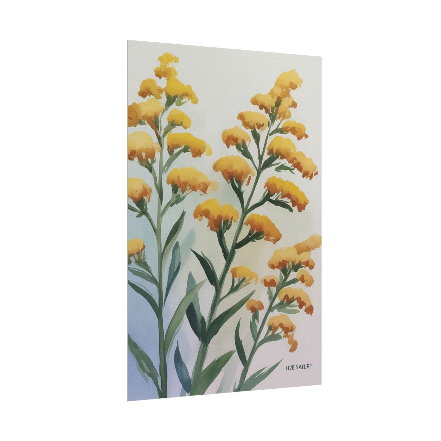 Goldenrod Watercolor Botanical Art Print 'Live Nature