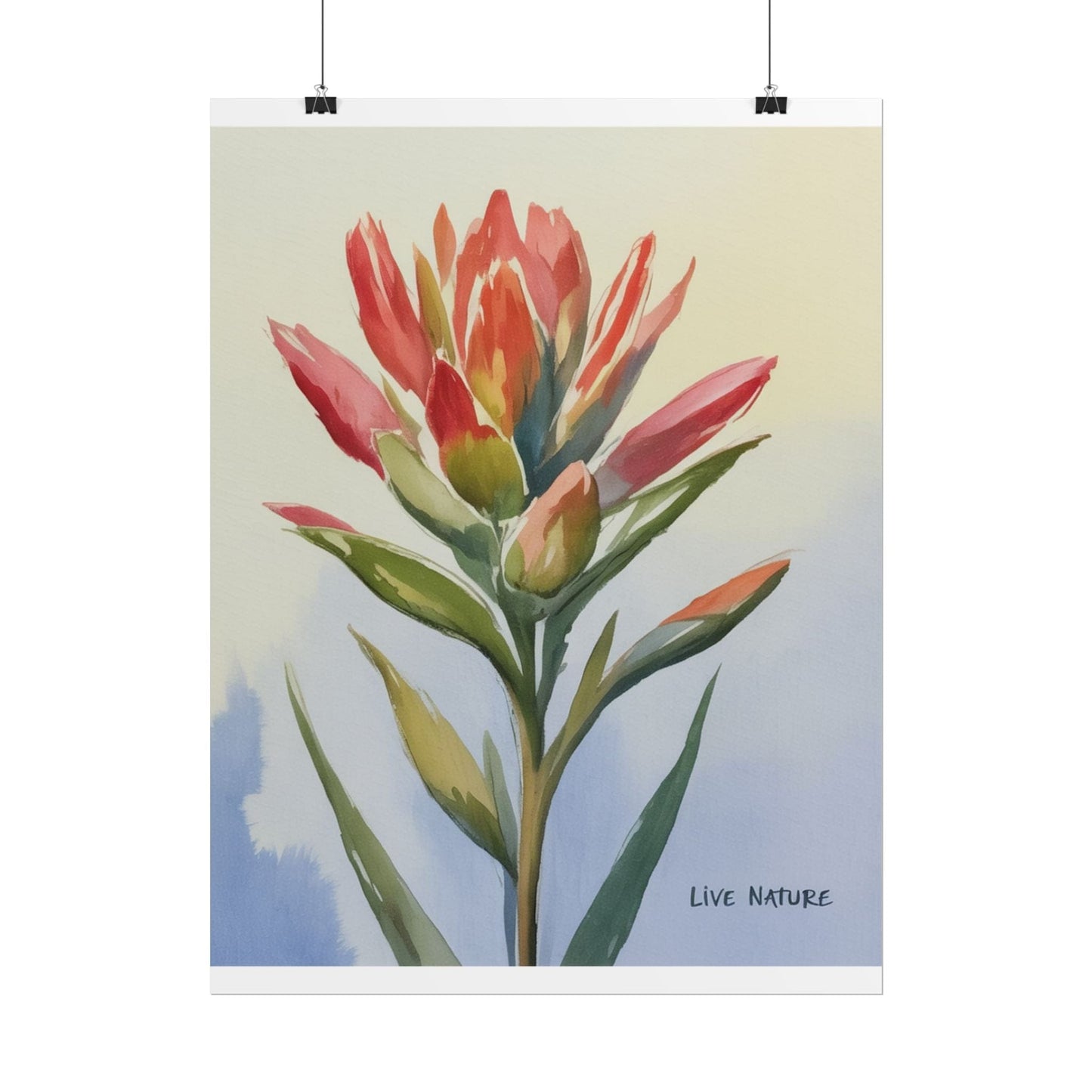 Indian Paintbrush Watercolor Art Print 'Live Nature