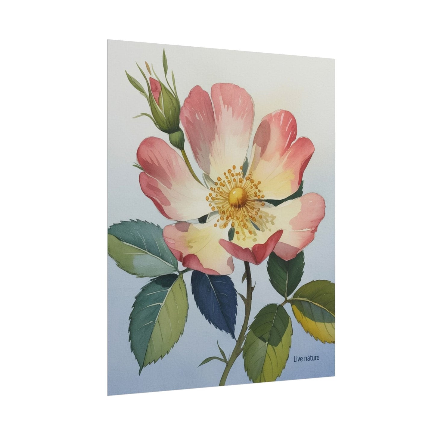 Wild Prairie Rose Watercolor Art Print
