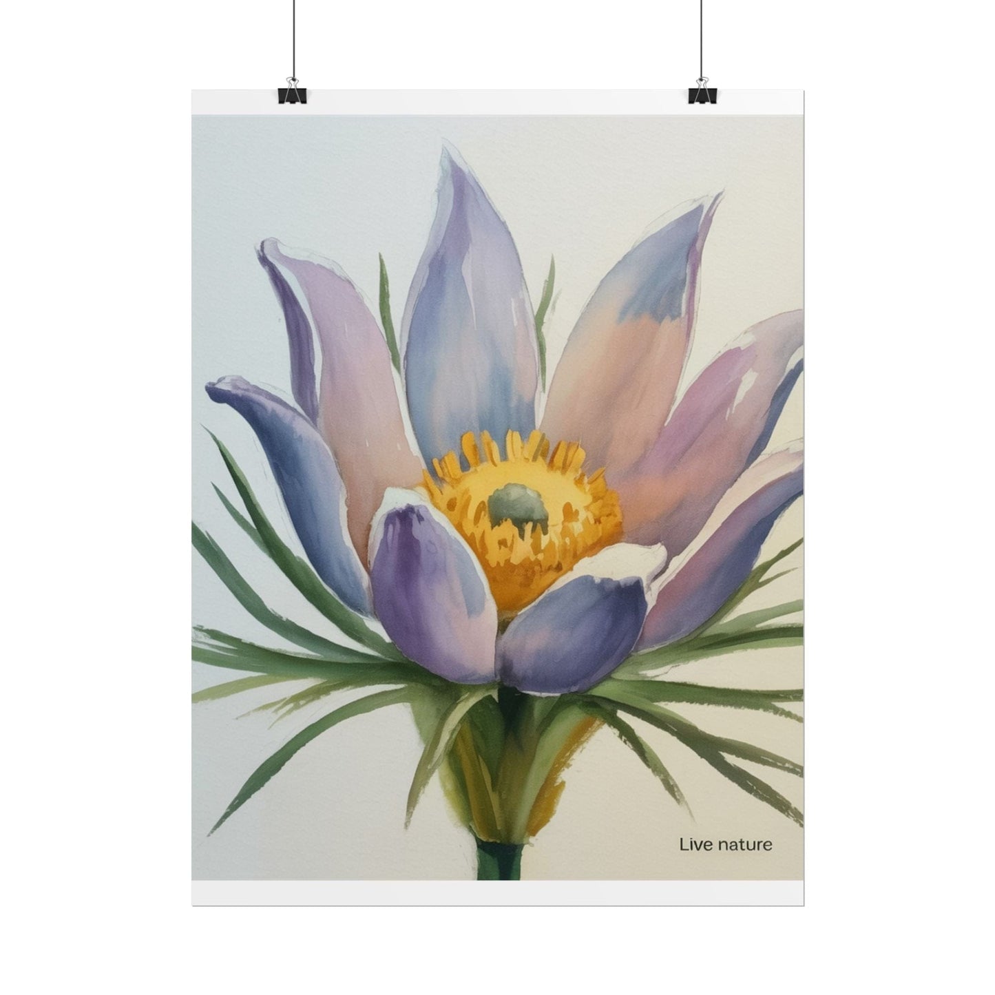 Pasque Flower Watercolor Art Print 'Live Nature