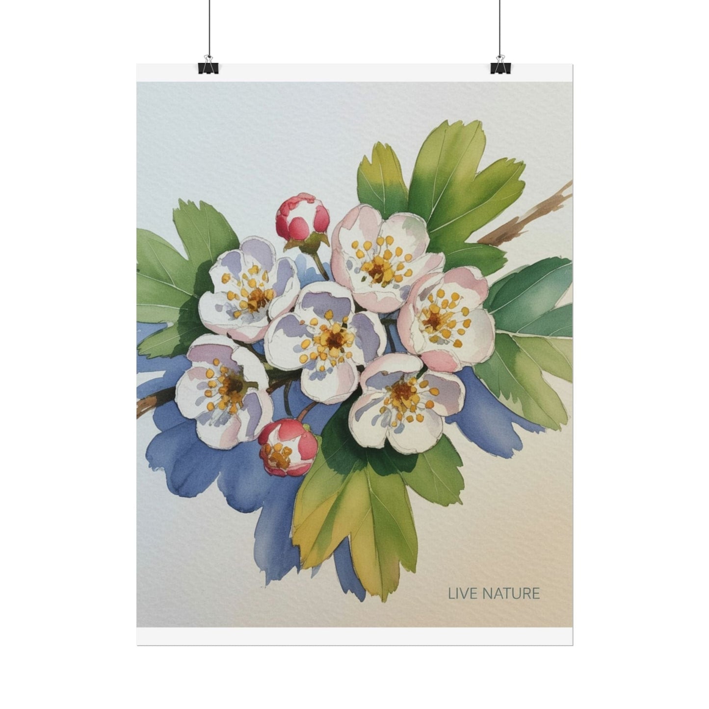 Hawthorn and Dogwood Blossoms Art Print – Live Nature