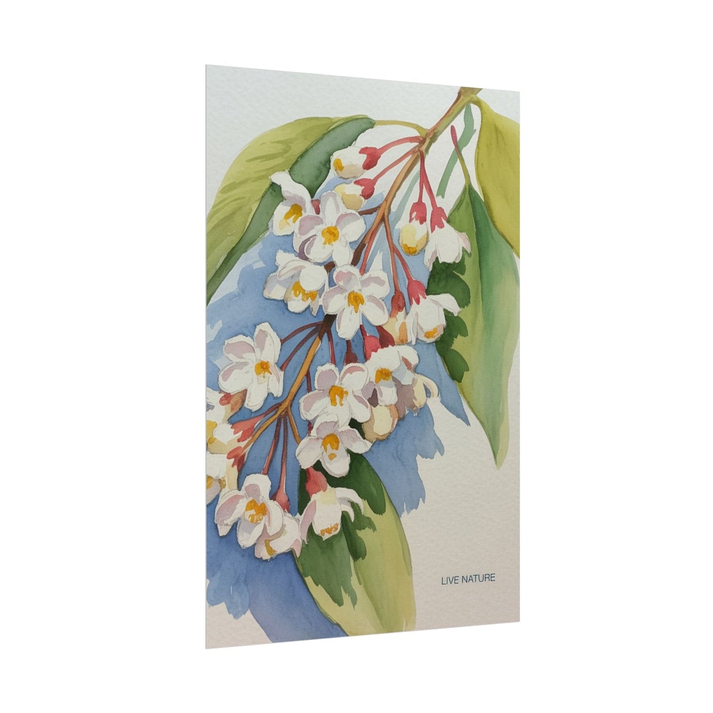 Idaho Syringa Blossom Watercolor Art Print Poster