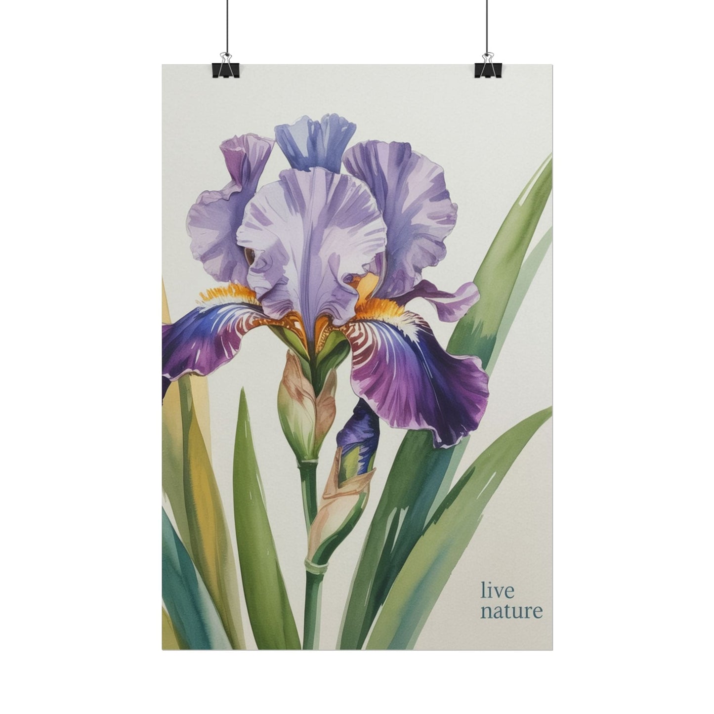 Iris Flower Watercolor Art Print with 'Live Nature