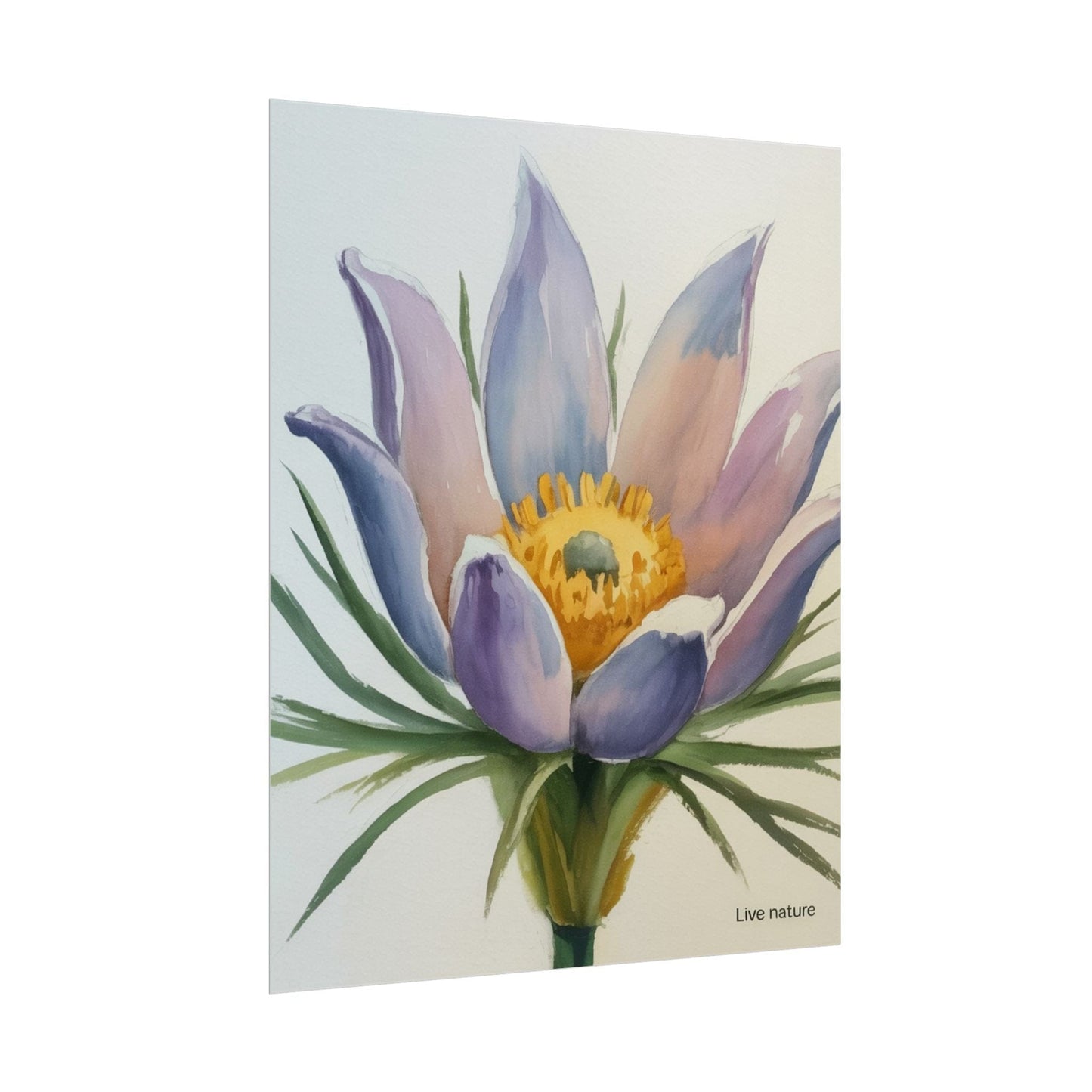 Pasque Flower Watercolor Art Print 'Live Nature