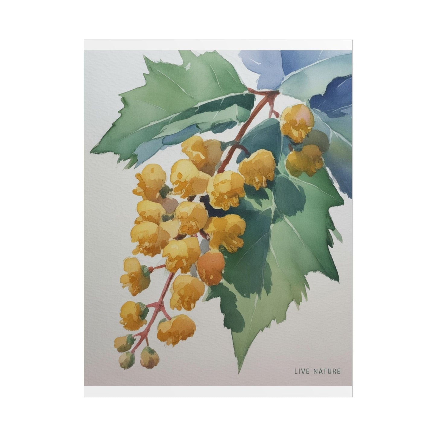 Oregon Grape State Flower Watercolor Art Print