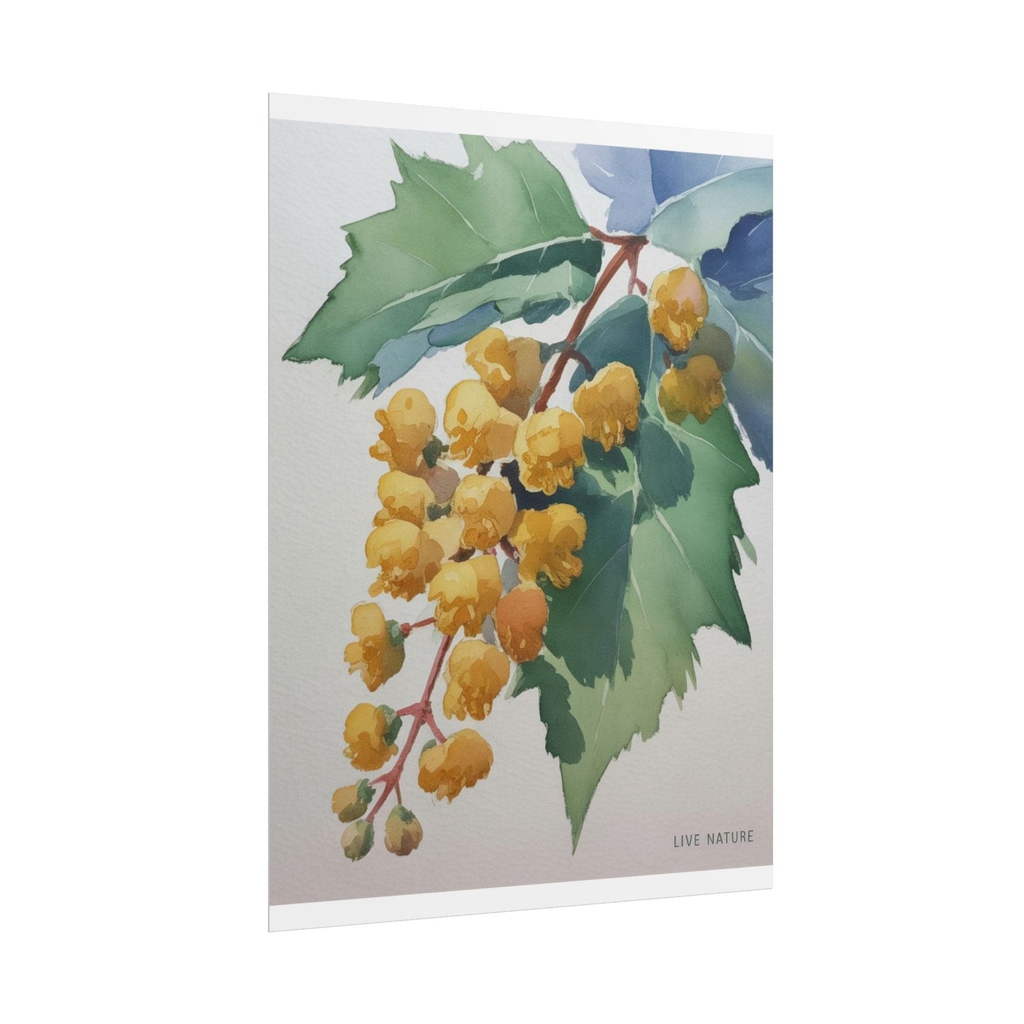 Oregon Grape State Flower Watercolor Art Print