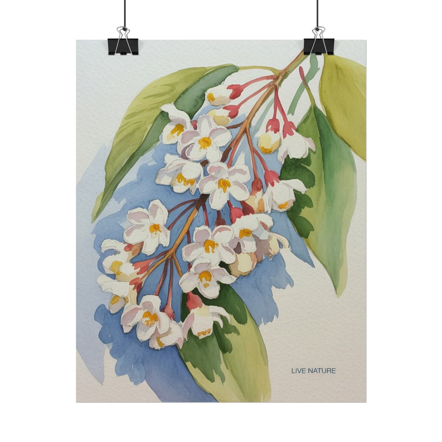 Idaho Syringa Blossom Watercolor Art Print Poster