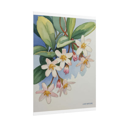 Mayflower Botanical Watercolor Art Print 'Live Nature