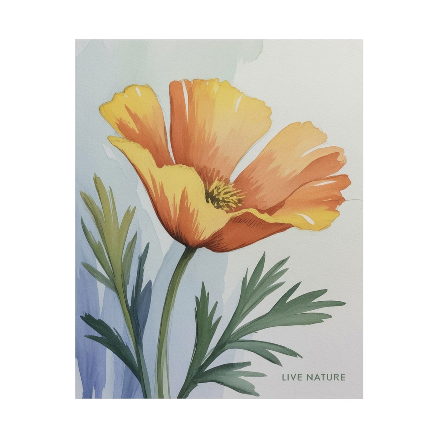 California Poppy Watercolor Art Print 'Live Nature